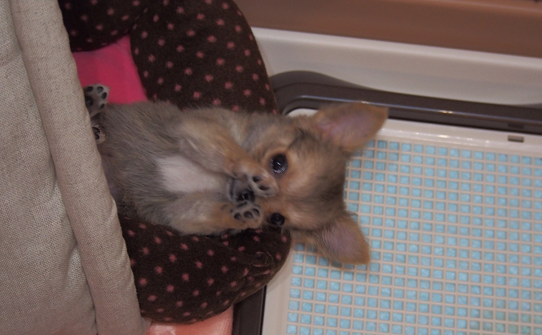 リターンなし。　1000円