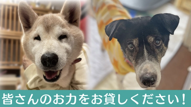 小さな命を守りたい!多目的ルームの建設で老犬や保護犬に幸せな生涯を