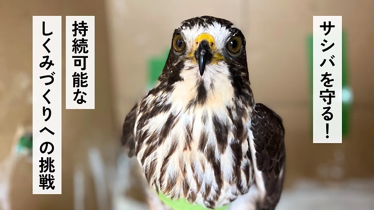 奄美大島・宇検村発！渡り鳥サシバを守る酒蔵の挑戦 