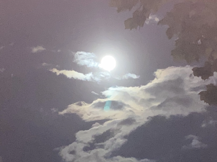 御神木から「龍神さま」がお顔を出してきました！