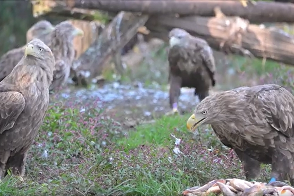 終生飼育しているオジロワシ達の食事シーン