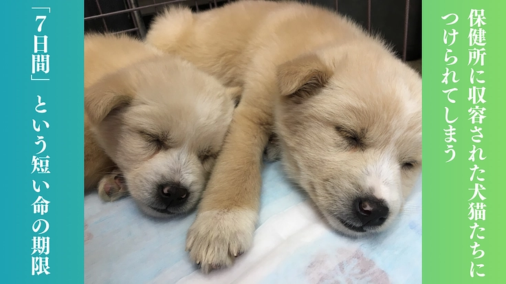 救う命を選ばない。どんな犬猫も保護し続け福岡の里親さんを増やしたい 2枚目