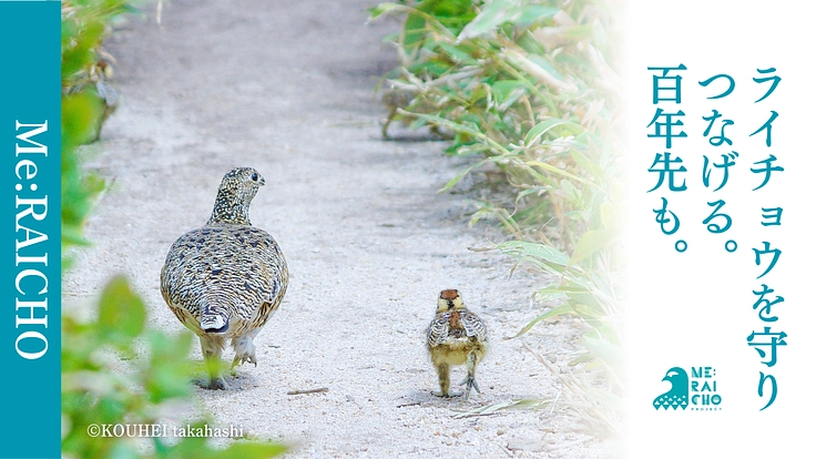#みんなでつなぐライチョウの未来｜ミライチョウプロジェクト第二弾