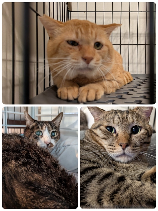 3匹の医療について