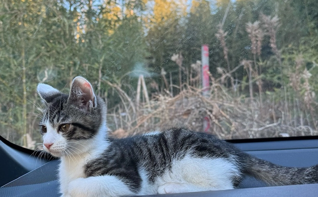 ぬぅちゃん応援 ¥30000