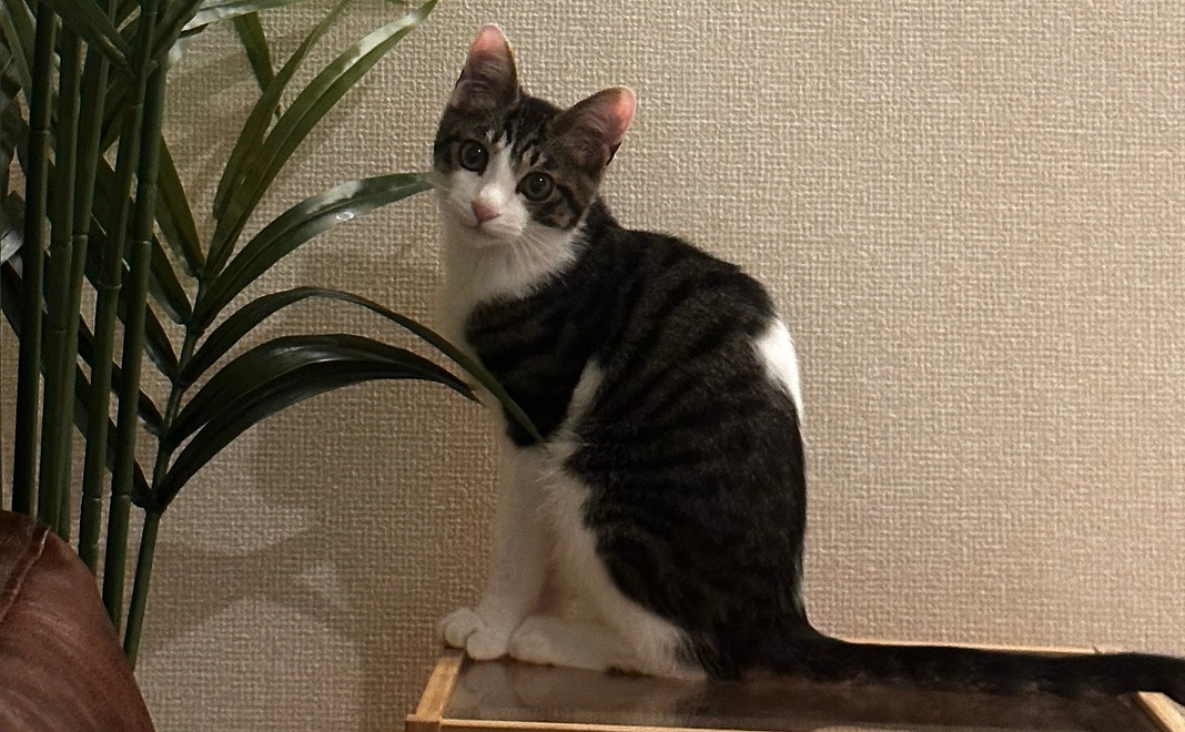 ぬぅちゃん応援 ¥10000