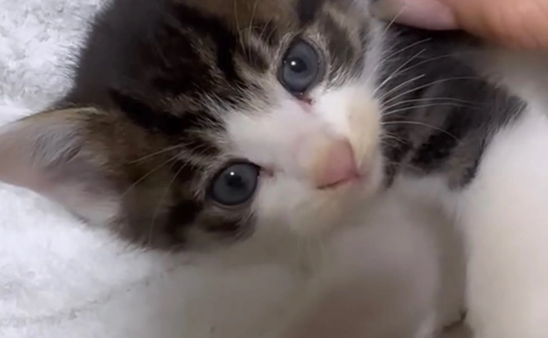 ぬぅちゃん応援 ¥50000