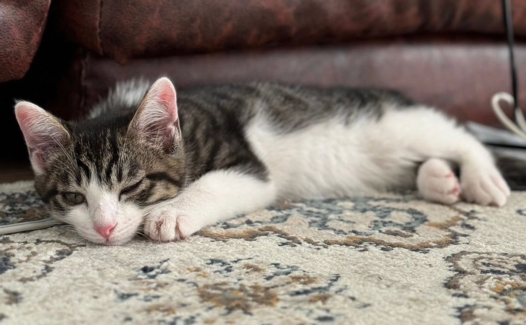 ぬぅちゃん応援 ¥100000