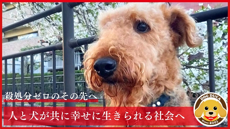 高齢犬も高齢者も排除せず、人と犬が共に幸せに生きられる未来をつくる