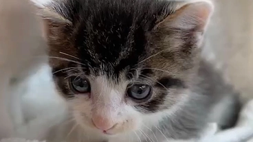 FIP 猫伝染性腹膜炎と闘うぬぅちゃんを助けてください のトップ画像