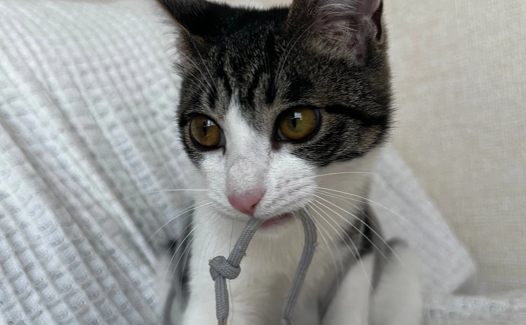 ぬぅちゃん応援 ¥2000