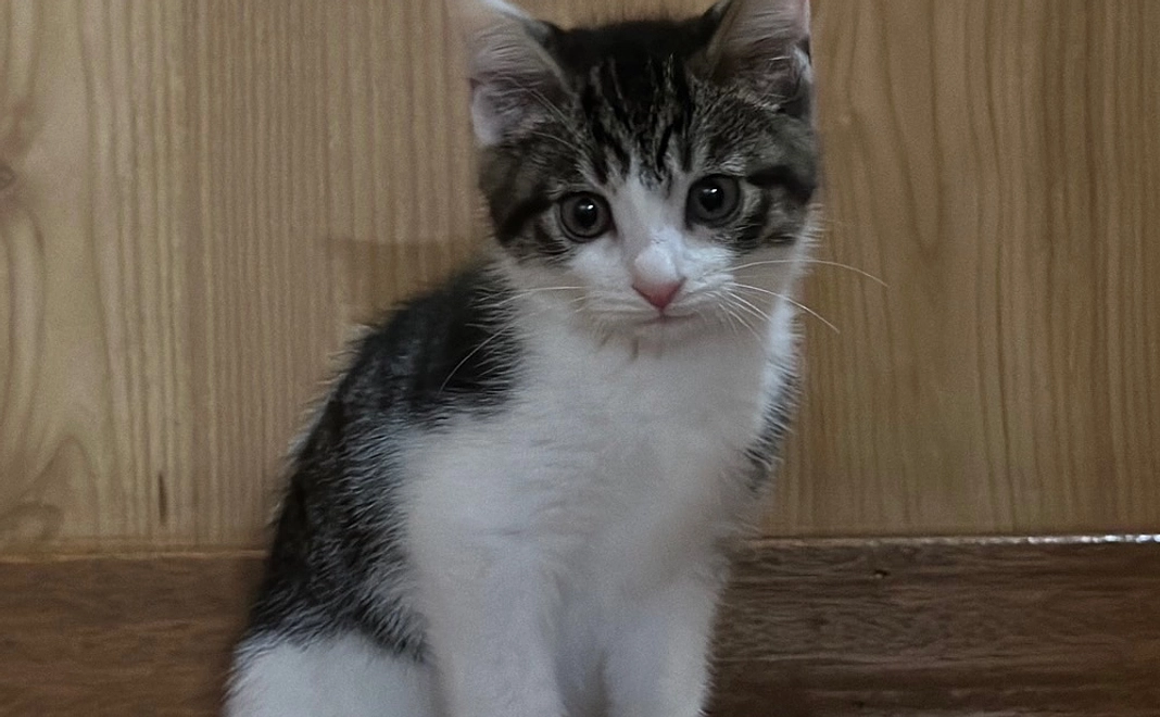 ぬぅちゃん応援 ¥3000