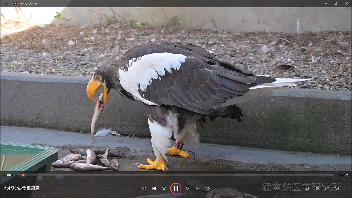 終生飼育しているオオワシの食事風景