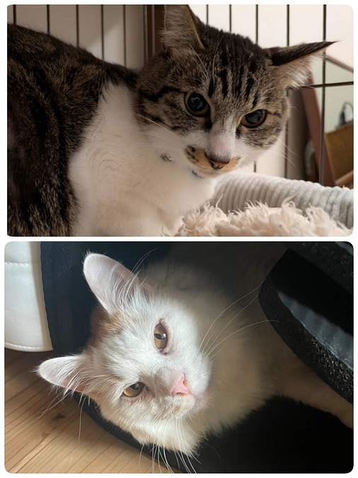 譲渡後半年後の家庭訪問