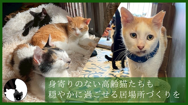 温かなぬくもりをもう一度。 高齢猫も安らげる保護猫カフェの新設へ