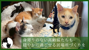 温かなぬくもりをもう一度。 高齢猫も安らげる保護猫カフェの新設へ のトップ画像