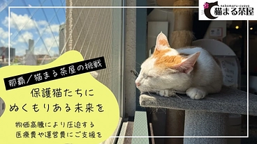 猫まる茶屋｜過酷な沖縄の外猫たちの命のバトンを繋ぎ続けるために のトップ画像