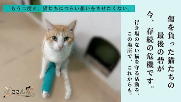 心や体に傷を負い行き場を失った猫たちの『いのち』を最期まで守る為に のトップ画像