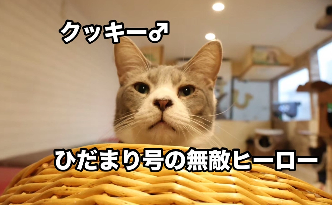 クッキーコース