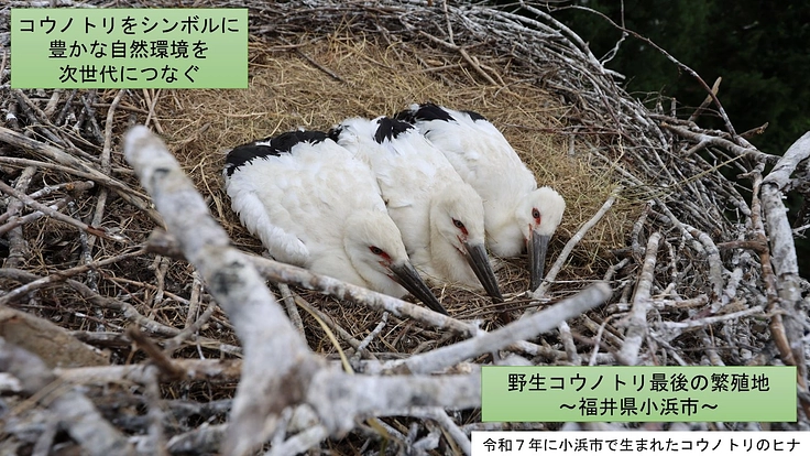 コウノトリと共に生きる郷づくり~環境保全プロジェクト~