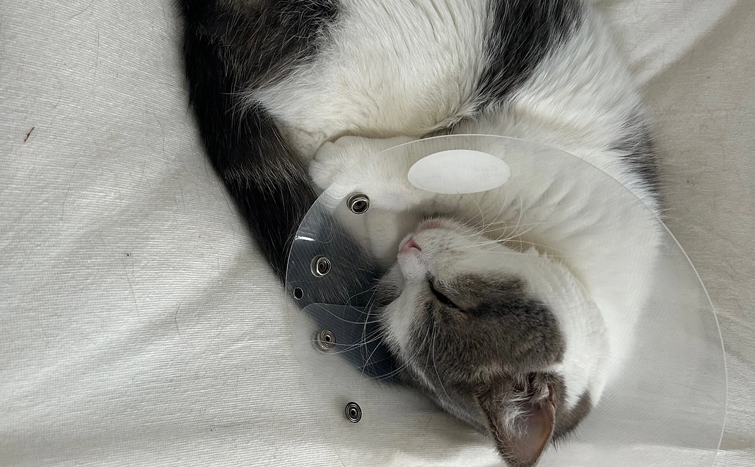 ノエルくん頑張れ！