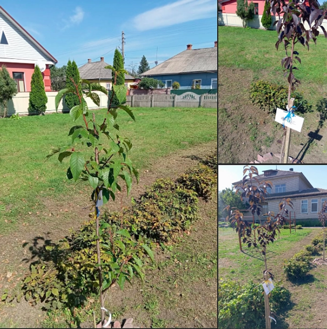 「地雷ではなく桜を大地に、ミサイルではなく花を大空に」