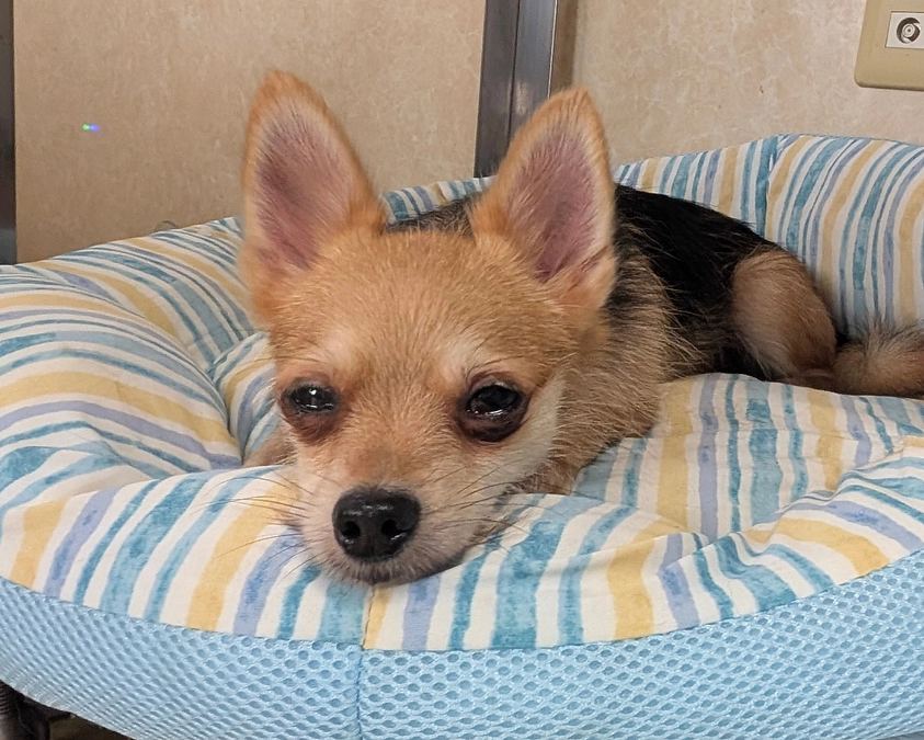 シェルターの活動報告