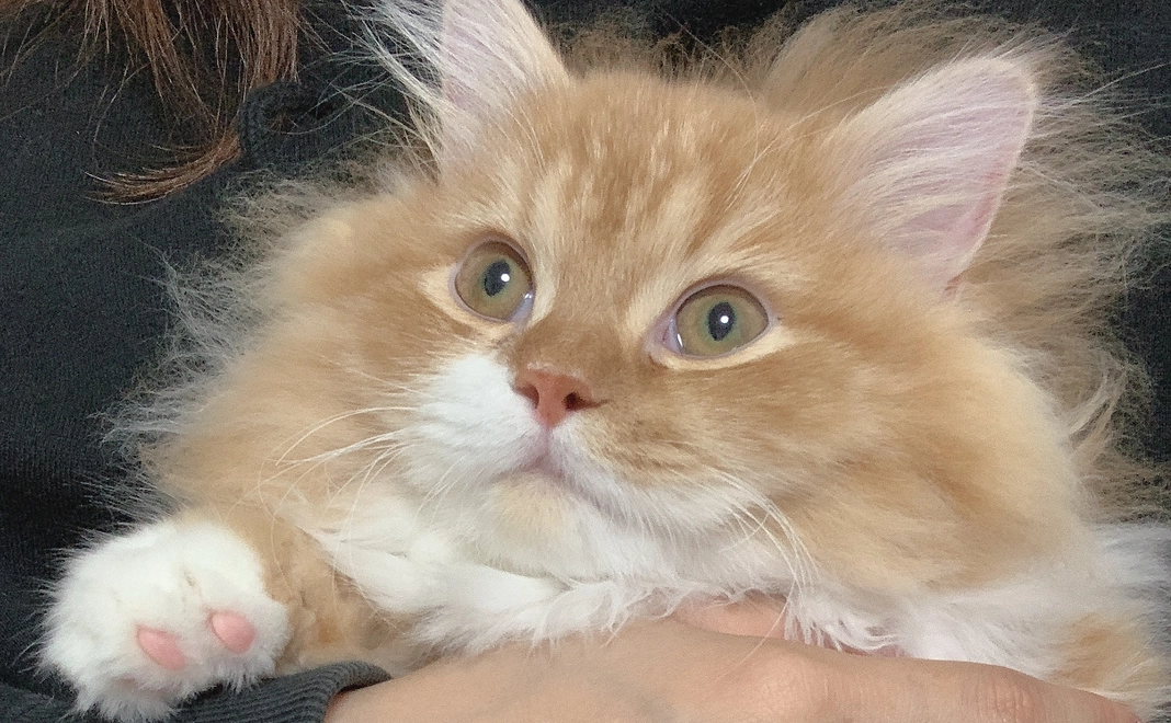 明日は元気をコース!