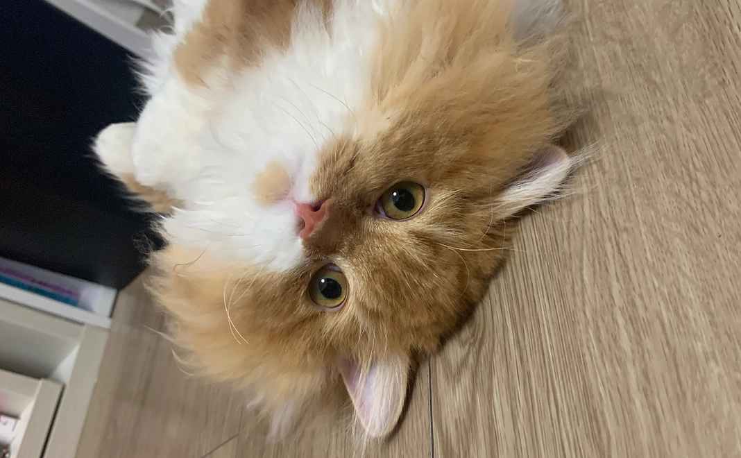 きなこチュールチャージ!