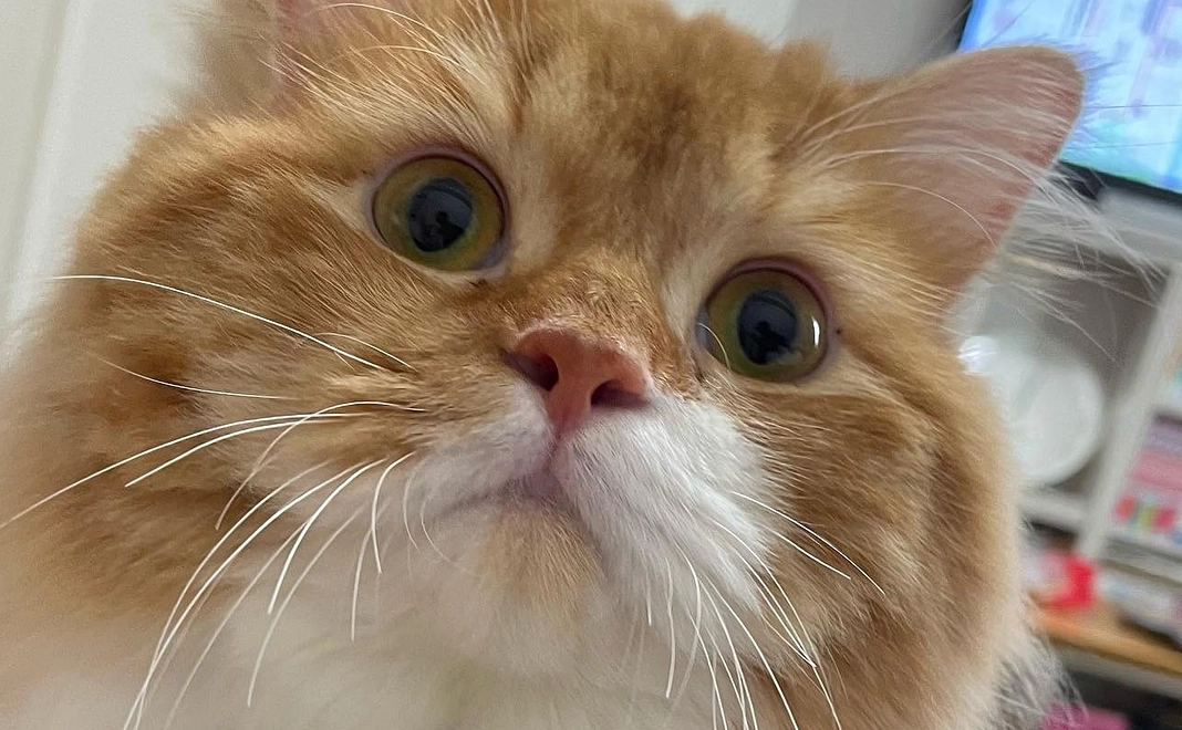 きなこの命を繋ぐコース!