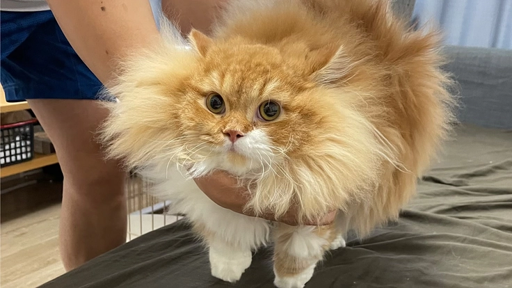 【4歳10ヶ月悪性リンパ腫】愛猫きなこの抗がん剤治療のためのご支援