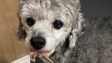 愛犬ココの心臓の手術代にご協力お願い致します。 のトップ画像