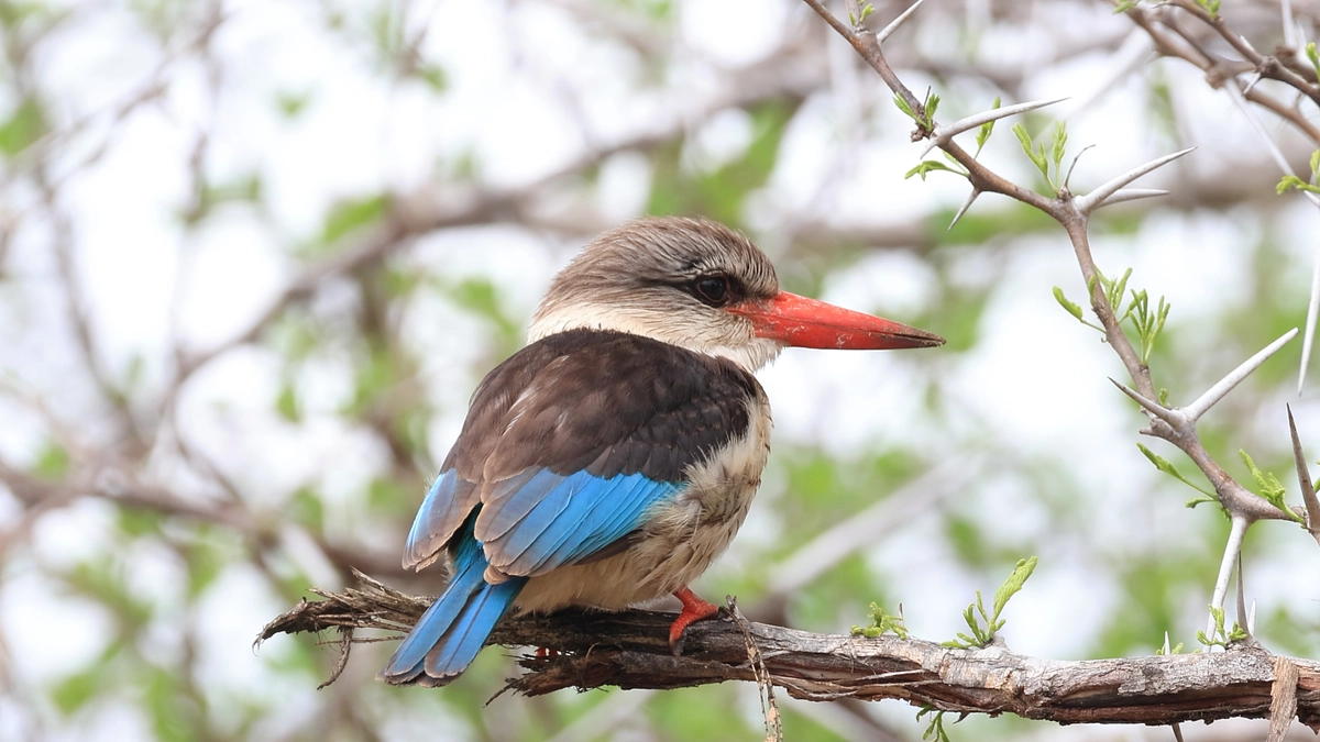 アフリカ野生動物の旅 Vol.13〜 を配信中です