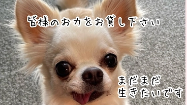 まだ若く僧帽弁閉鎖不全症の愛犬サラの手術代を、ご協力お願い致します のトップ画像