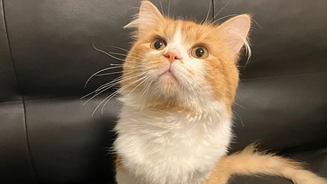 【粉砕骨折】治療費のご支援をお願いいたします のトップ画像