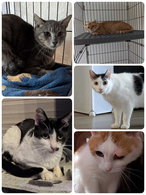 はじめましての保護猫と他4匹のご報告