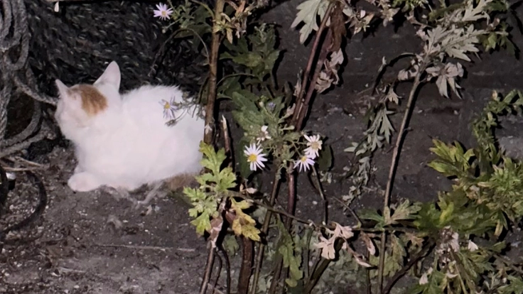 海岸に住む野良猫たちへ幸せな暮らしを。