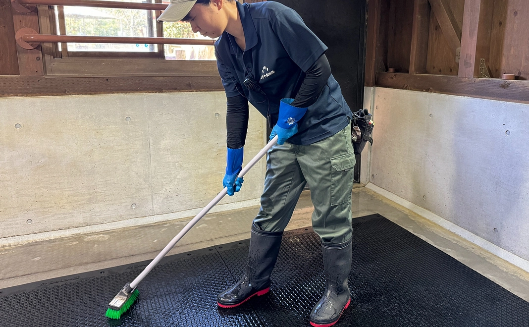 【体験】アルパカの飼育体験
