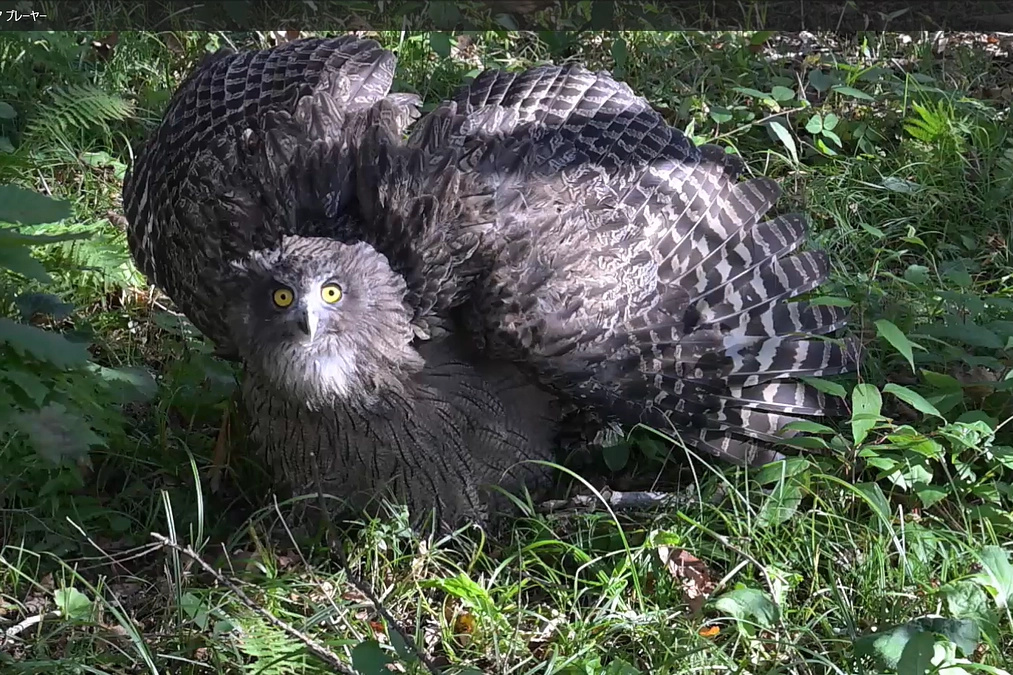交通事故に遭ったシマフクロウを大きなリハビリケージに移動しました