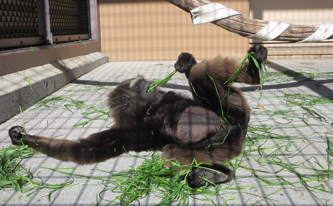 【体験】園長と歩く！バックヤードツアー