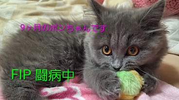 猫伝染性腹膜炎を患ったポンちゃんの明日をつないで頂けないでしょうか のトップ画像