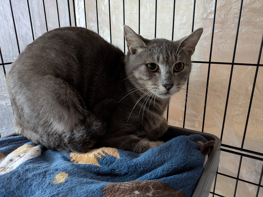 ［はるる君］の去勢手術と譲渡会