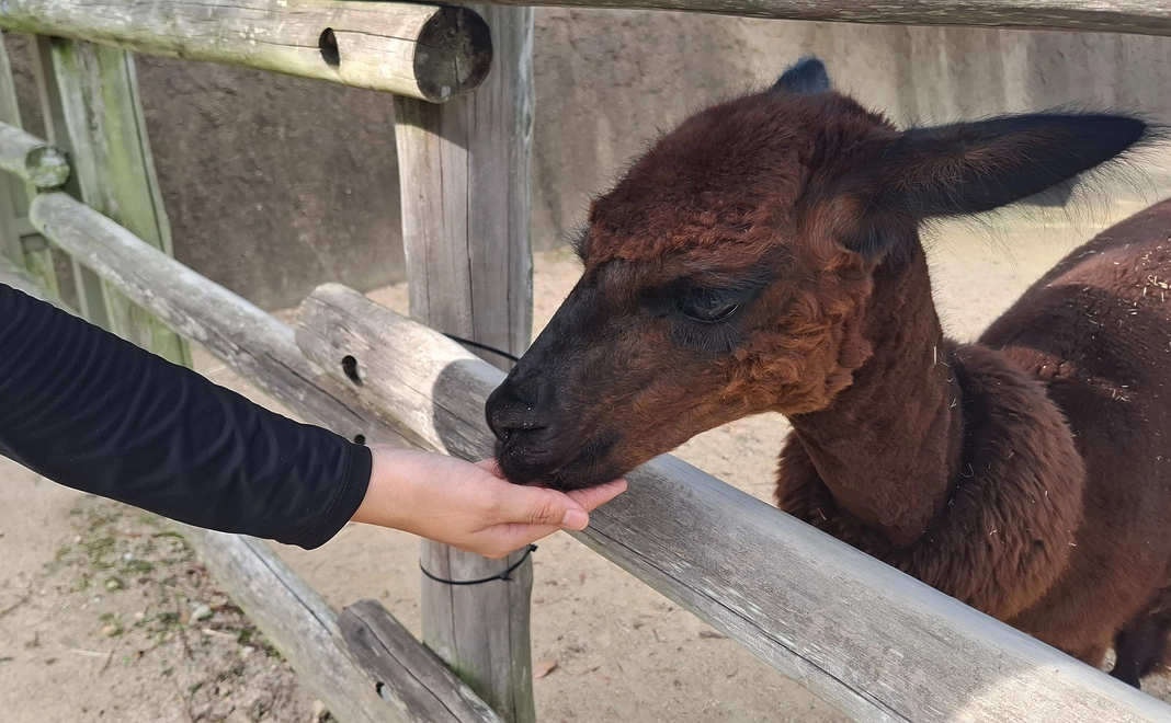 【グッズ】ときわ動物園来園セット