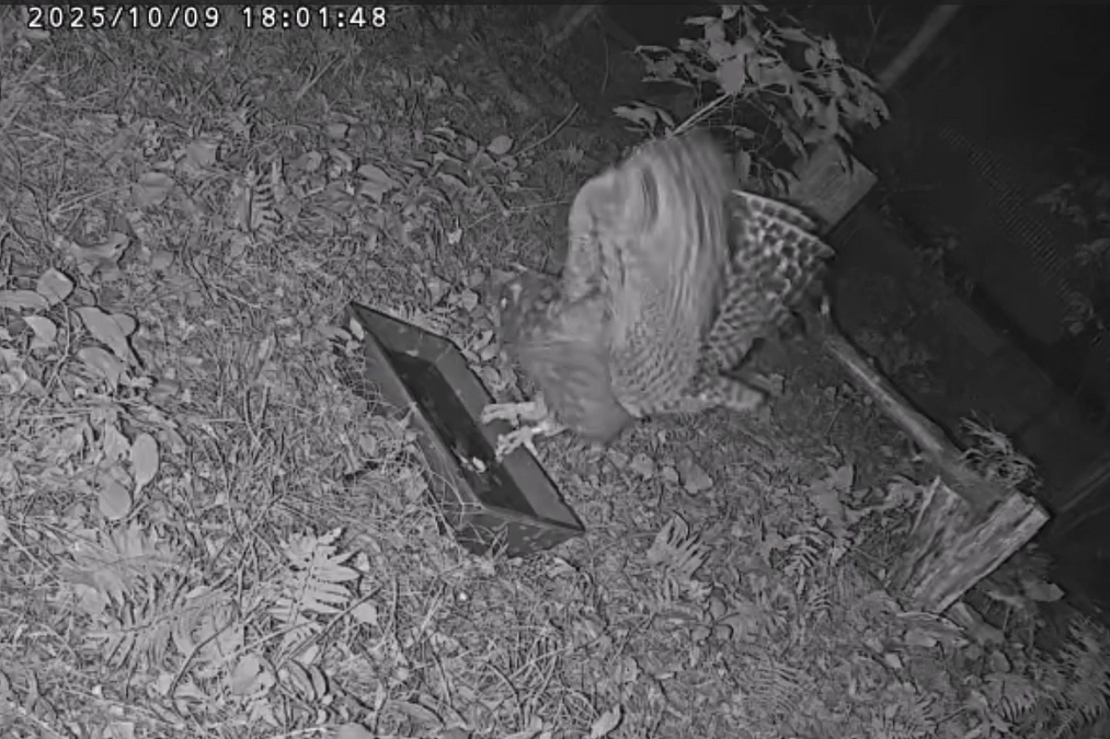 シマフクロウ “なつ” へ、大ケージ移動日からの補助給餌。