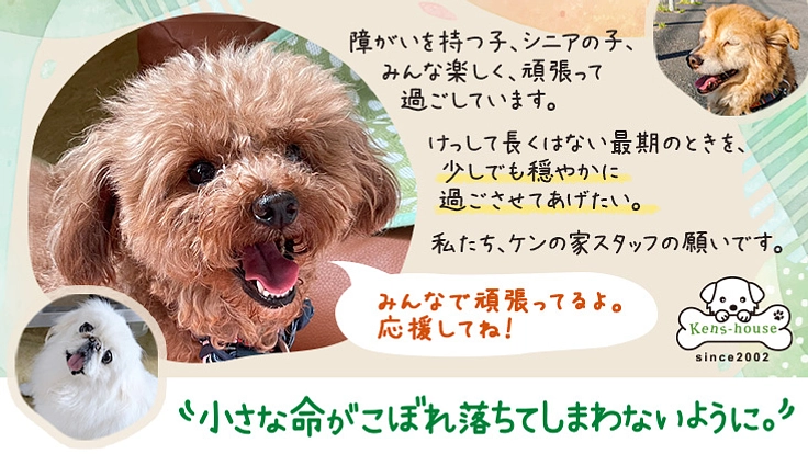 【継続支援のお願い】高齢、障がいの保護犬が穏やかに過ごせますように