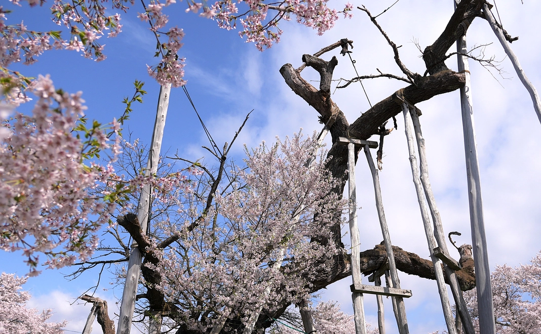 10,000円プラン ◎ご支援よろしくお願いいたします。