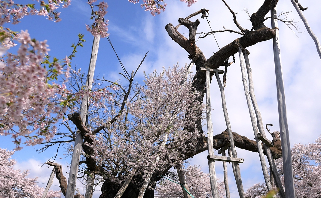 30,000円プラン ◎ご支援よろしくお願いいたします。