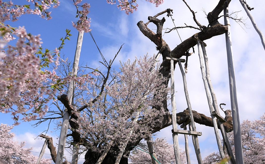 100,000円プラン ◎ご支援よろしくお願いいたします。