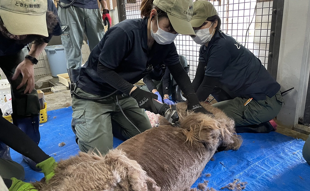 【体験】来年度のアルパカの毛刈りご招待