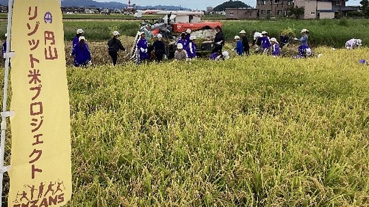 円山地区の特産化を目指し栽培しているリゾット米で酒造りに挑戦